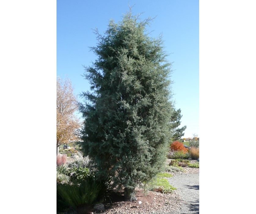 Arizona Cypress
